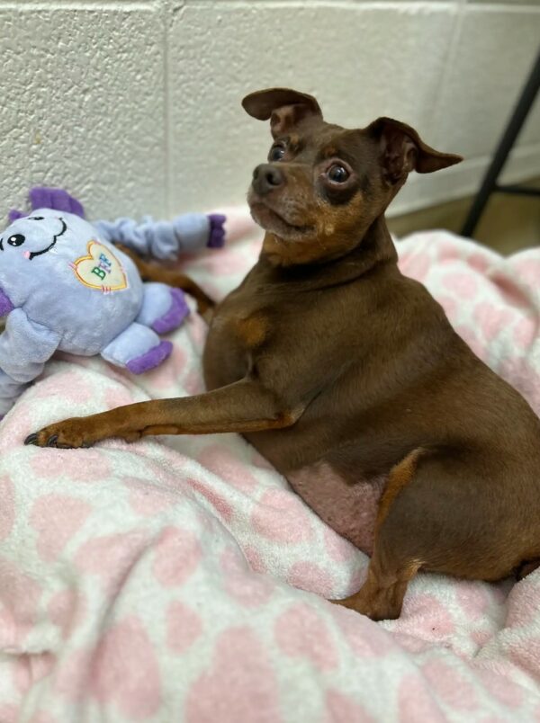 A Chubby Pup's Journey to Health and Happiness Will Warm Your Heart!-1