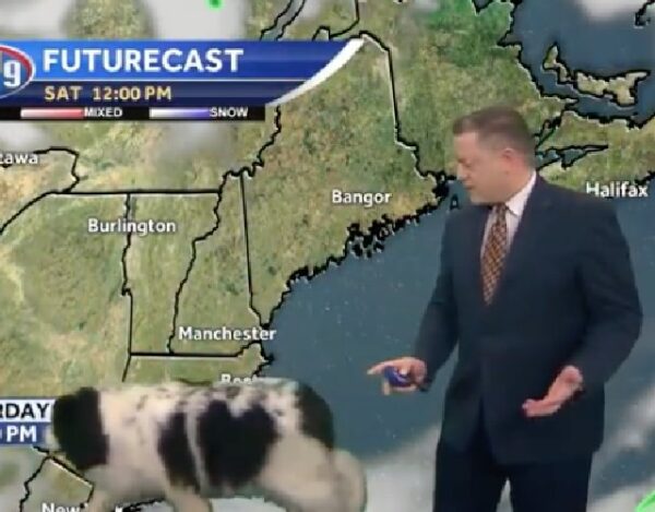 A Fluffy Surprise: When a Dog Stole the Show on Live TV-1