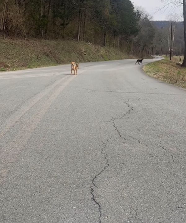 A Heart-Stopping Encounter: Woman's Unexpected Roadside Discovery Changes Everything-1