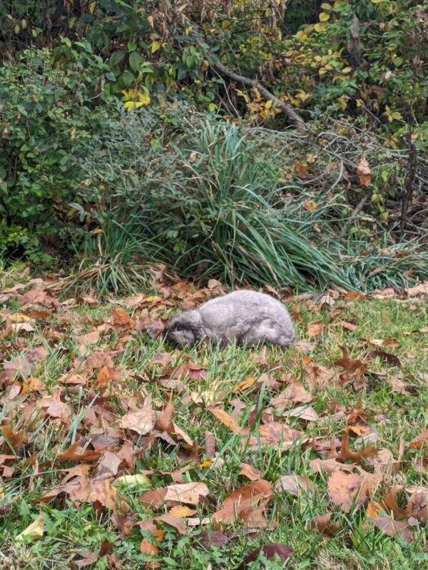 A Heartfelt Discovery: Woman Uncovers the True Identity of a Helpless Creature in the Rain-1