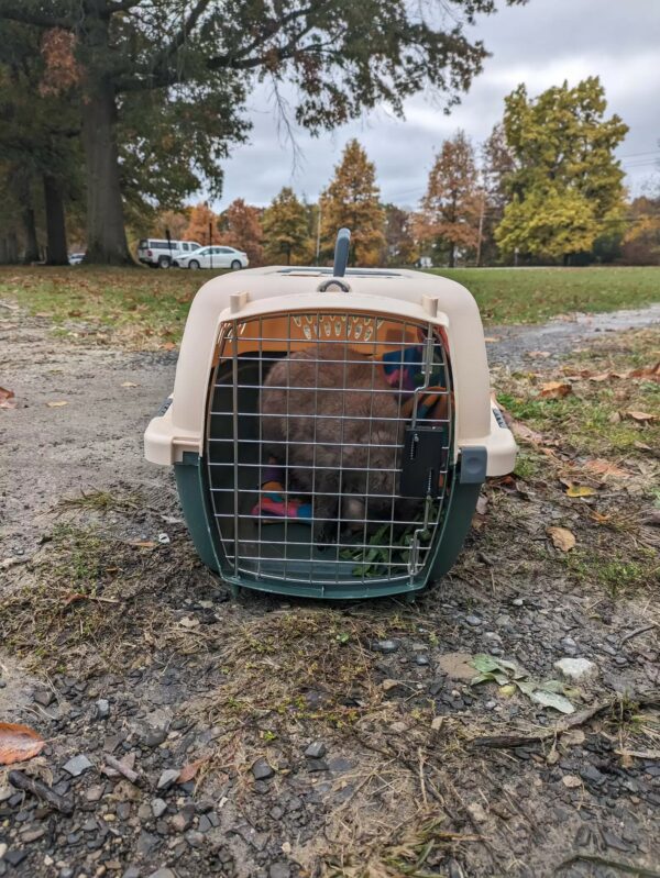 A Heartfelt Discovery: Woman Uncovers the True Identity of a Helpless Creature in the Rain-1