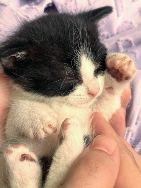 A Kitten's Determined Cries Lead to a Heartwarming Rescue-1