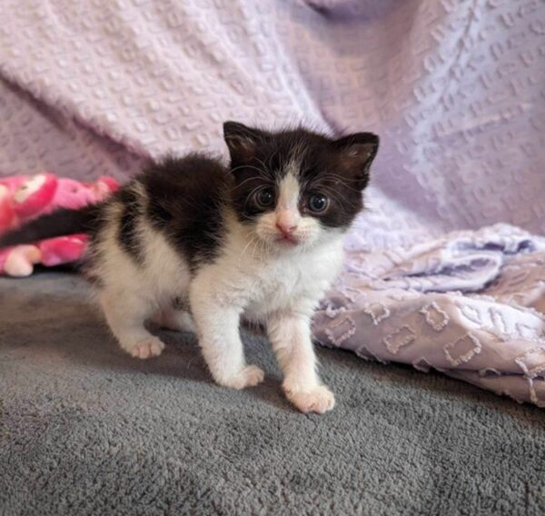 A Kitten's Determined Cries Lead to a Heartwarming Rescue-1