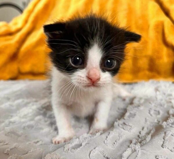 A Kitten's Determined Cries Lead to a Heartwarming Rescue-1