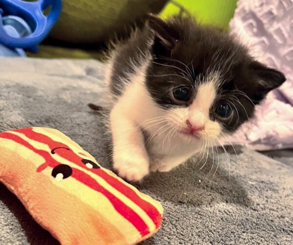 A Kitten's Determined Cries Lead to a Heartwarming Rescue-1