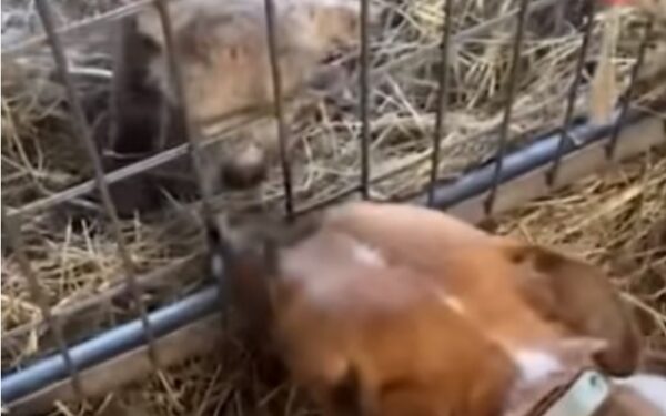 A Lamb's Heartbreak and a Dog's Compassionate Rescue-1