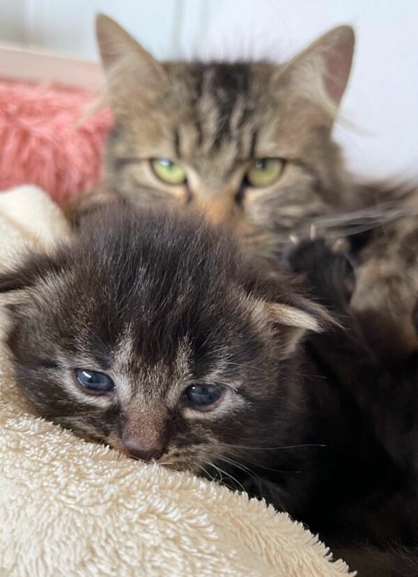 A Mother's Quest: Cat's Brave Journey to Save Her Kittens-1