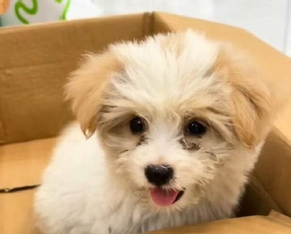 A Stray Puppy's Heartfelt Plea for Love Captivates the World-1