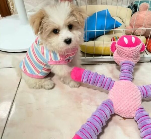 A Stray Puppy's Heartfelt Plea for Love Captivates the World-1