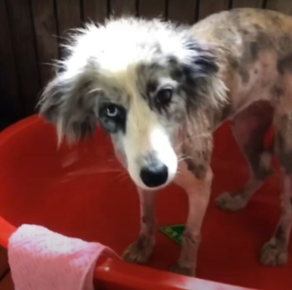 A Stray Pup's Miraculous Journey from Danger to a Loving Family-1