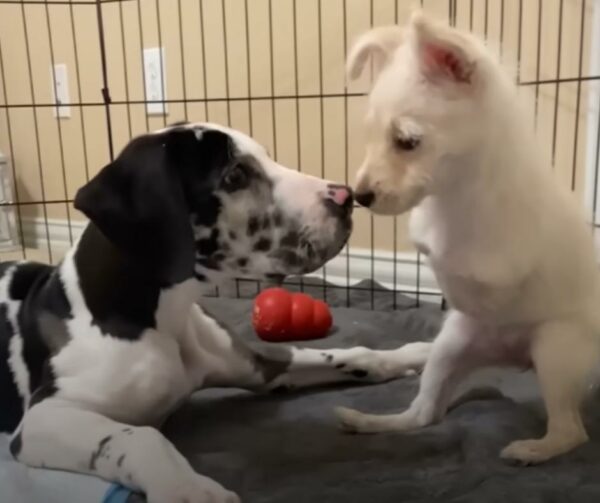 A Tale of Two Special Pups: Finding Friendship Against All Odds-1