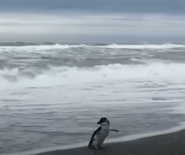 A Tearful Goodbye: Blue Penguin's Emotional Return to the Wild-1