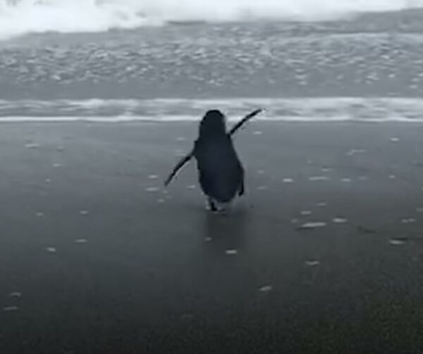 A Tearful Goodbye: Blue Penguin's Emotional Return to the Wild-1