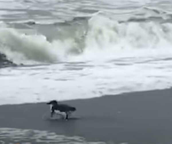 A Tearful Goodbye: Blue Penguin's Emotional Return to the Wild-1