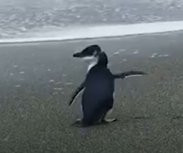 A Tearful Goodbye: Blue Penguin's Emotional Return to the Wild-1