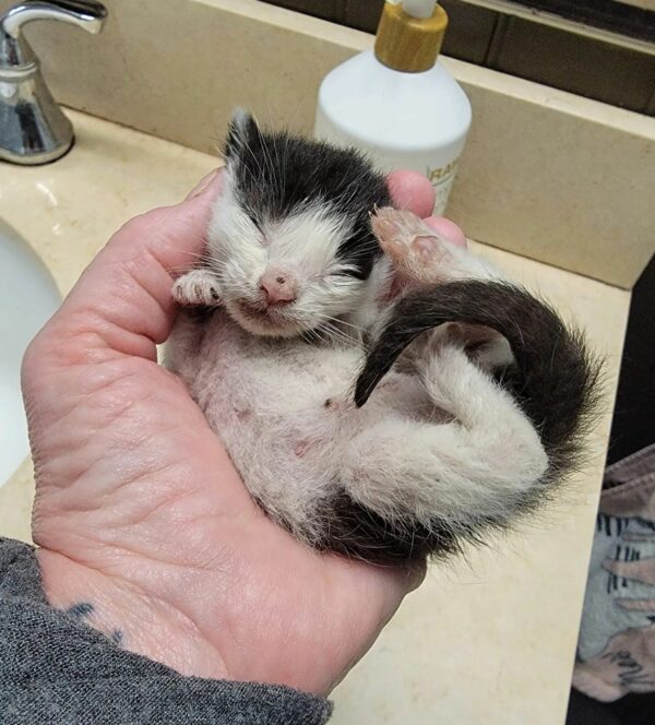 A Tiny Kitten's Remarkable Journey from Fragile to Fabulous-1
