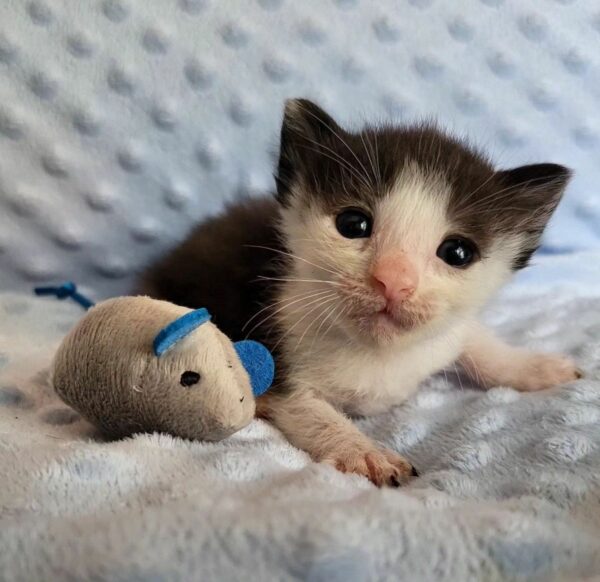 A Tiny Kitten's Remarkable Journey from Fragile to Fabulous-1