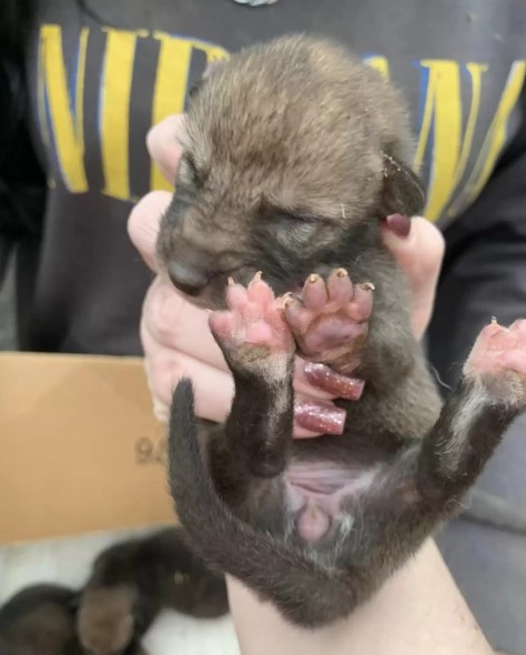 A Woman's Unexpected Rescue: What She Found Beneath the Barn Floorboards-1