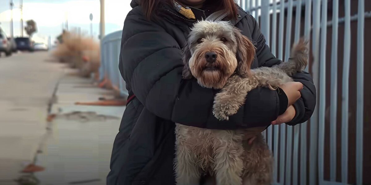 Abandoned Dog's Miraculous Journey: From Despair to Joy