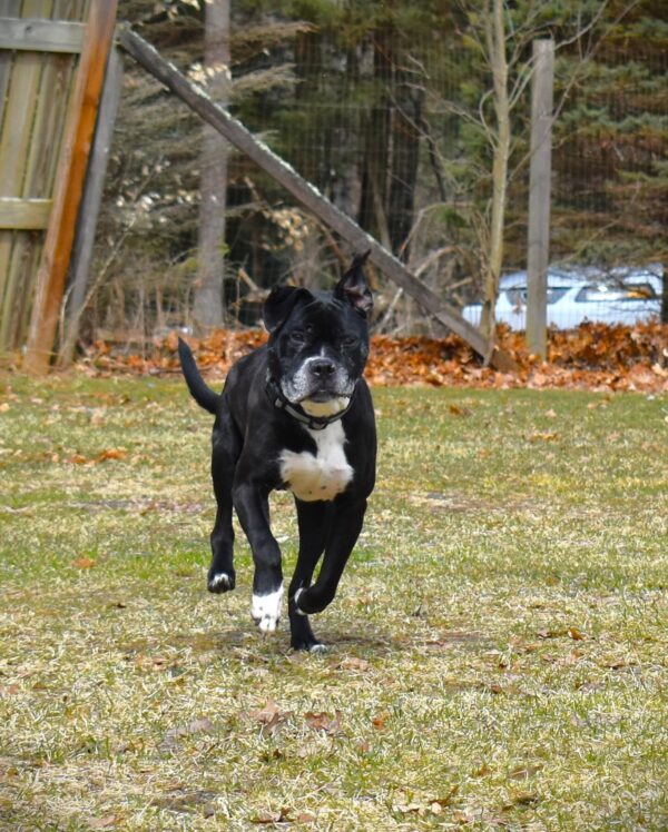 After a Decade in the Shelter, This Loving Dog's Tale Will Tug at Your Heartstrings-1