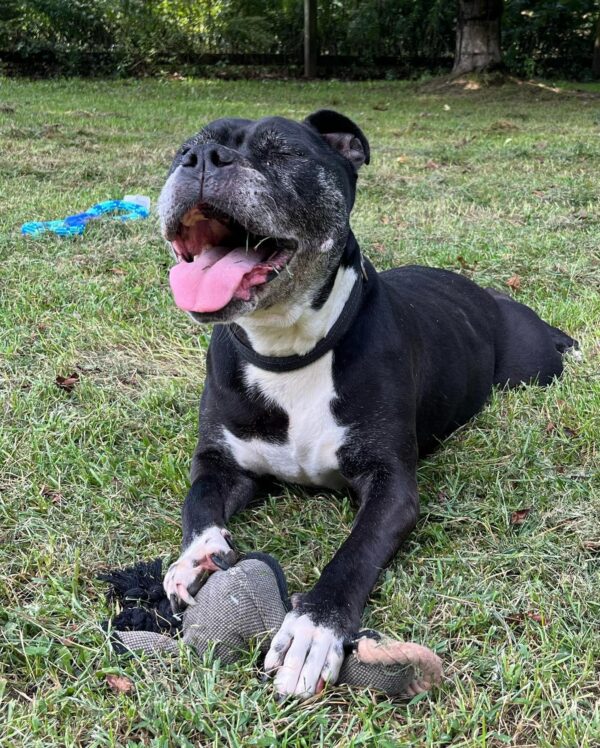 After a Decade in the Shelter, This Loving Dog's Tale Will Tug at Your Heartstrings-1