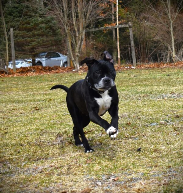 After a Decade in the Shelter, This Loving Dog's Tale Will Tug at Your Heartstrings-1