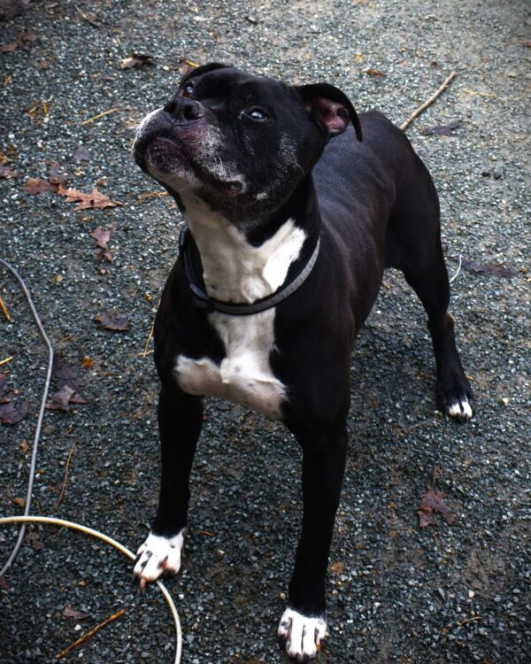 After a Decade in the Shelter, This Loving Dog's Tale Will Tug at Your Heartstrings-1