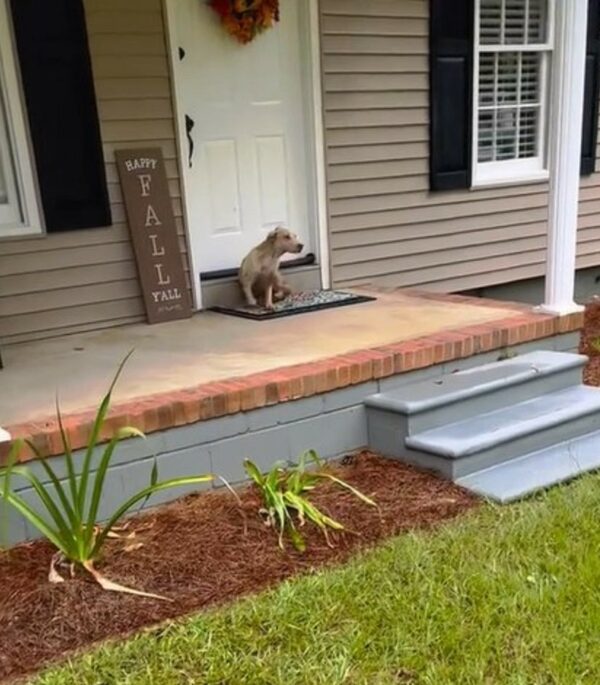 An Unexpected Guest on the Doorstep: What She Found Will Melt Your Heart-1