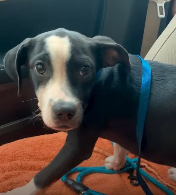 Anxious Puppy Finds Hope in the Most Unexpected Way-1