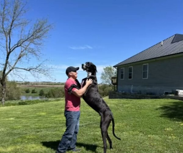 Discover the Heartfelt Tale of Iowa's Record-Breaking Dog-1