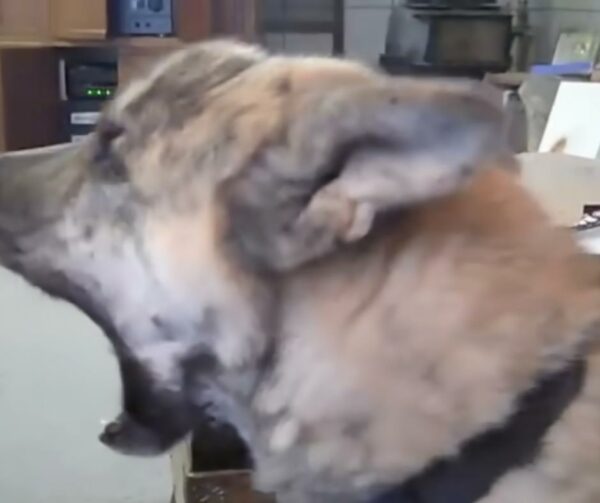 Discover the Viral Dog Video That Will Melt Your Heart and Make You Laugh!-1