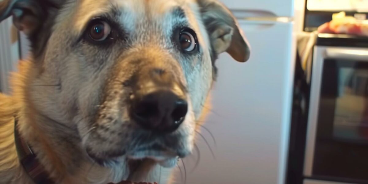 Discover the Viral Dog Video That Will Melt Your Heart and Make You Laugh!