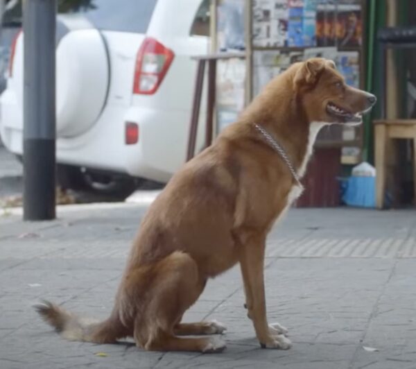 Dog's Unyielding Vigil: Unforeseen Reunion at Hospital Doorstep-1