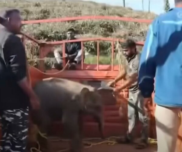 Emotional Elephant Reunion: Lost Calf's Miraculous Journey Home-1