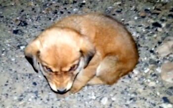 Emotional Rescue: Man Saves Injured Puppy Abandoned on Desolate Road-1