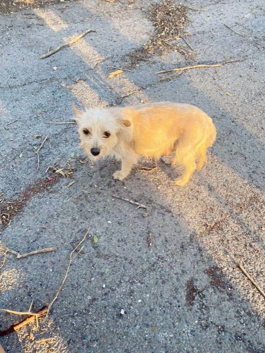 Emotional Rollercoaster: Mama Dog's Tearful Reunion With Her Stolen Puppy-1