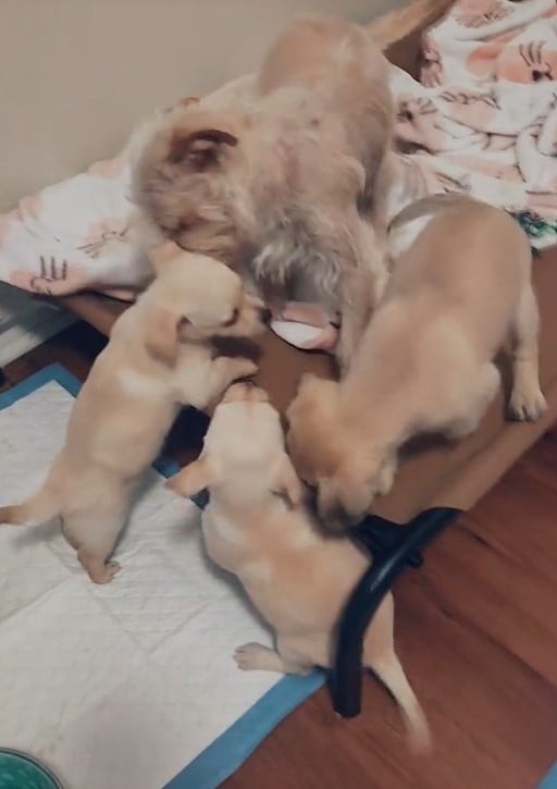 Emotional Rollercoaster: Mama Dog's Tearful Reunion With Her Stolen Puppy-1