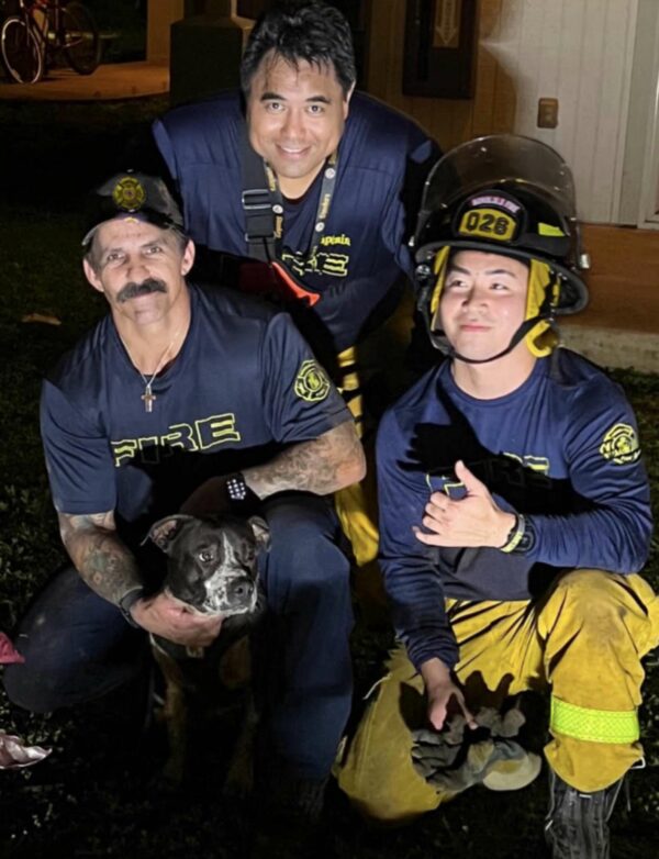 Firefighters Rush to Save Stranded Dog in Heart-Stopping Rescue-1