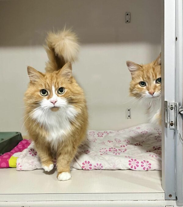 From a Simple Shelter Visit to an Unforgettable Bond: The Tale of Two Senior Cat Sisters-1