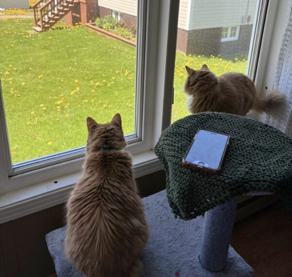 From a Simple Shelter Visit to an Unforgettable Bond: The Tale of Two Senior Cat Sisters-1