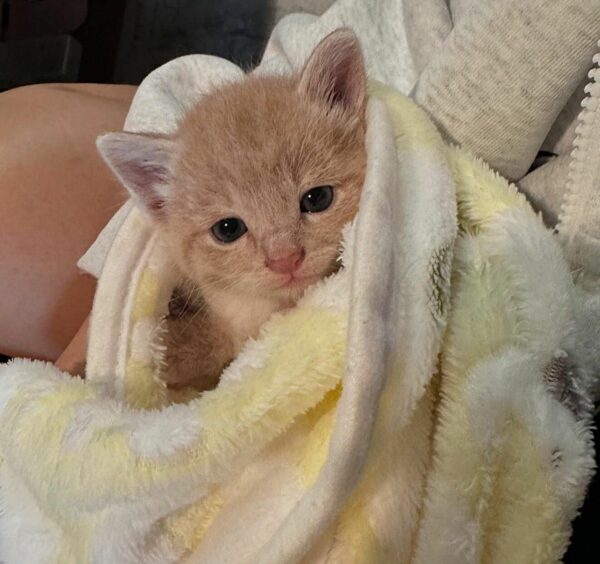 From Abandoned to Adored: How One Kitten Found His Forever Family-1