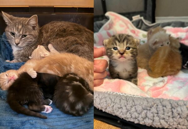 From Abandoned to Adored: How One Kitten Found His Forever Family-1