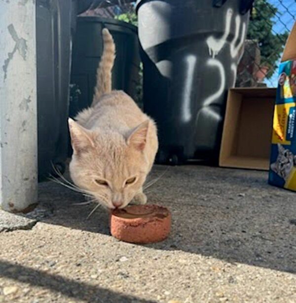 From Abandoned to Adored: The Cat Who Stole Hearts with His Unwavering Love-1