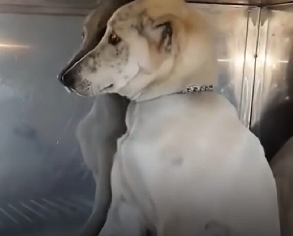 From Despair to Joy: The Unbelievable Journey of a Dog Saved from Death-1