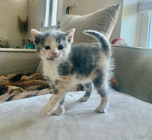 From Grit to Glamour: Tiny Kitten's Bold Journey from Industrial Site to Home Sweet Home-1