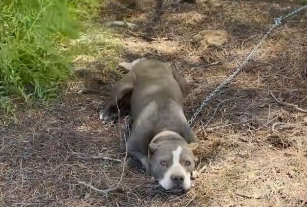 From Neglected to Cherished: The Unforgettable Journey of a Rescued Pitbull-1