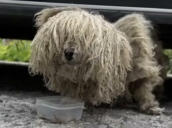 From Shadows to Sunshine: The Unlikely Friendship of a Mud-Caked Stray and a Compassionate Woman-1