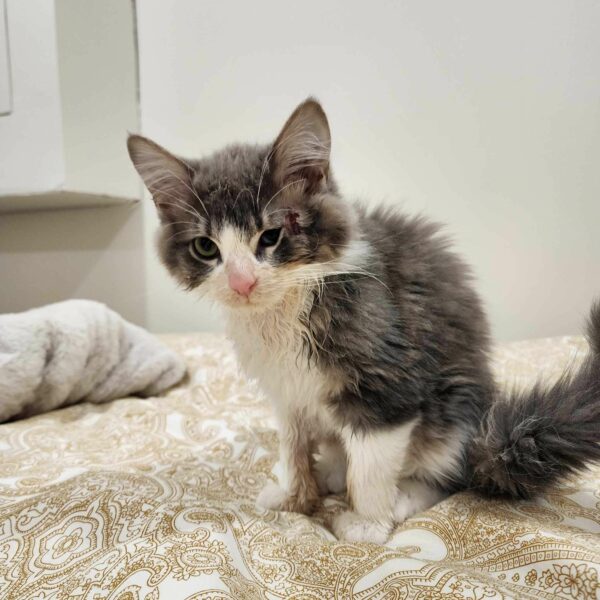 From Street Struggles to a Loving Home: The Miraculous Journey of a Resilient Kitten-1