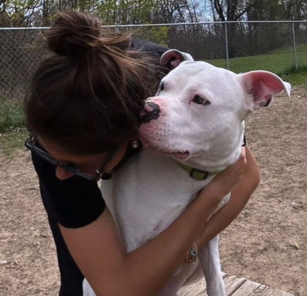 From Tragedy to Triumph: The Emotional Journey of a Homeless Dog and a Devoted Volunteer-1