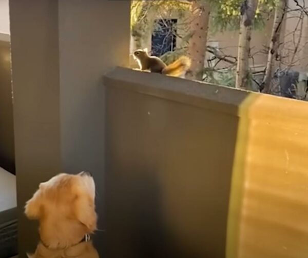 Golden Retriever's Special Gift for His Squirrel Friend Will Melt Your Heart-1